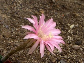 Echinopsis-Hybriden Salmon Queen Wes388 