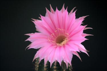 Echinopsis-Hybriden Sterntaler Rheingold261 