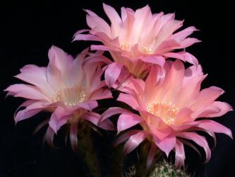 Echinopsis-Hybriden Sunset Wes390 