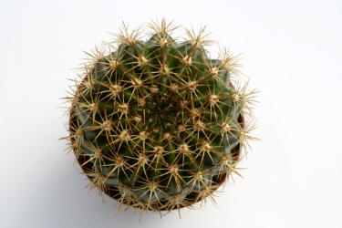 Echinopsis mamillosa RH2040d 