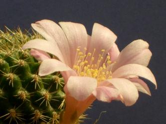 Echinopsis mamillosa v. kermesina 