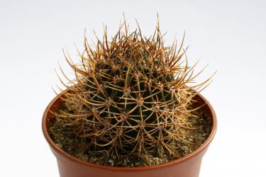 Echinopsis melanopotamica 