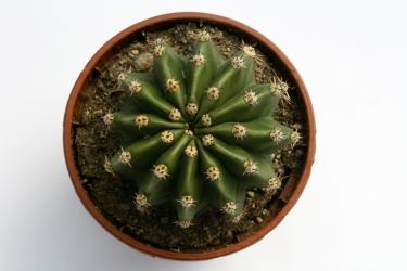 Echinopsis oxygona v. grandiflora 