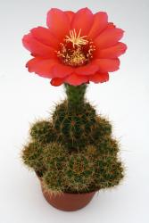 Echinopsis purpureopilosa 