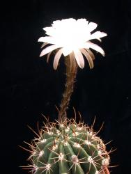 Echinopsis rhodotricha % VoS3066 