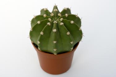 Echinopsis subdenudata KK1527 Angosto de Villamontes, BOL, 1000m 