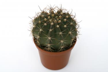 Echinopsis tapecuana FR777 Tarija, BOL 