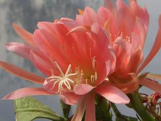 Epicactus-Hybriden Acadia 