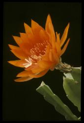 Epicactus-Hybriden Aequator 