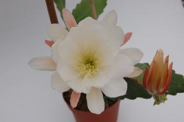 Epicactus-Hybriden Aixtra 