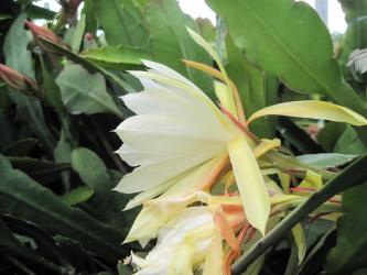 Epicactus-Hybriden Aixitron 