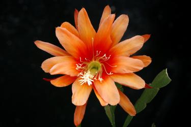 Epicactus-Hybriden Albolaza 