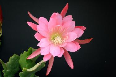 Epicactus-Hybriden Altdeutschland 