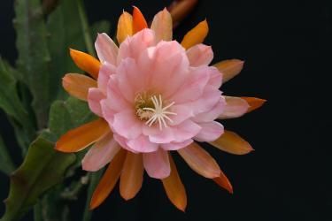 Epicactus-Hybriden American Sweetheart 