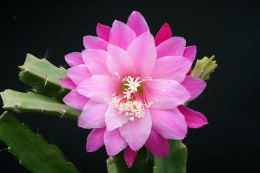 Epicactus-Hybriden Andrea Paetz 