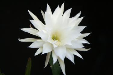 Epicactus-Hybriden Anna Paetz 