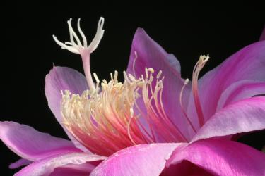 Epicactus-Hybriden Anton Günther 