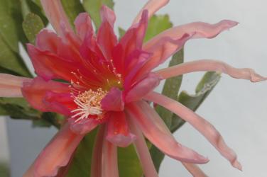 Epicactus-Hybriden Antwerpia DE LAET 