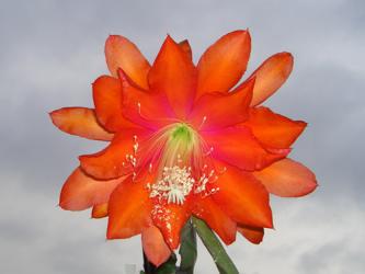 Epicactus-Hybriden Apache Magic 