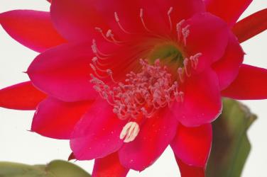 Epicactus-Hybriden Arctic Night 