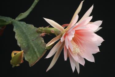 Epicactus-Hybriden Argus 