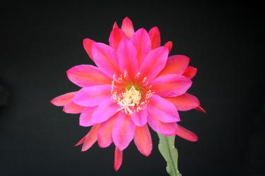 Epicactus-Hybriden Augusta von Szombathy 