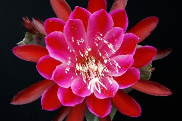 Epicactus-Hybriden Augustes 