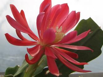 Epicactus-Hybriden Bagdad 