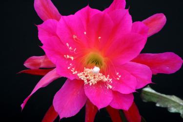 Epicactus-Hybriden Bambi 