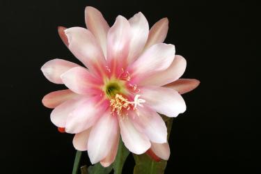 Epicactus-Hybriden Bayou Belle 