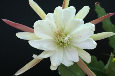 Epicactus-Hybriden Beautiful White 