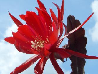 Epicactus-Hybriden Ben Hawks 