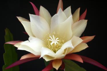 Epicactus-Hybriden Bernhard Paetz 