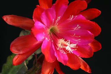 Epicactus-Hybriden Beyond Perfection 