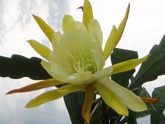 Epicactus-Hybriden Binns Yellow 