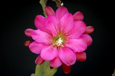 Epicactus-Hybriden Blackamore 