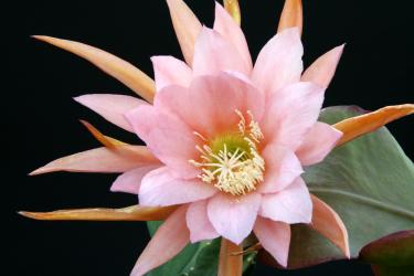 Epicactus-Hybriden Blushing Star 