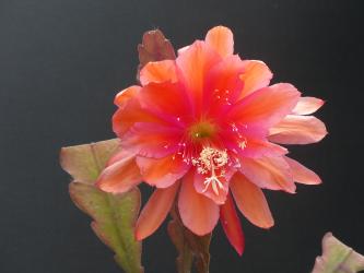 Epicactus-Hybriden Bold Venture 