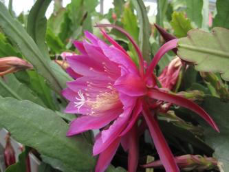 Epicactus-Hybriden Bolero 