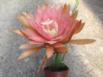 Epicactus-Hybriden Breeze ~ ESA14664 