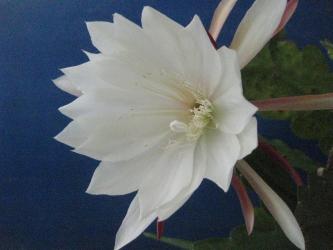 Epicactus-Hybriden Buttercup 