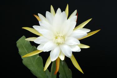 Epicactus-Hybriden Calisto 