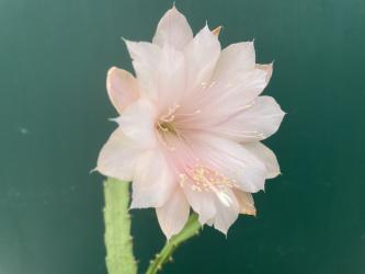 Epicactus-Hybriden Camilla Berggren ESA14452 