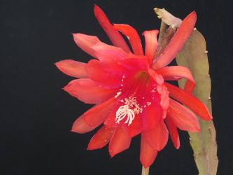 Epicactus-Hybriden Campfire 