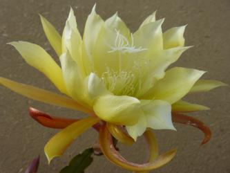 Epicactus-Hybriden Canary Princess 