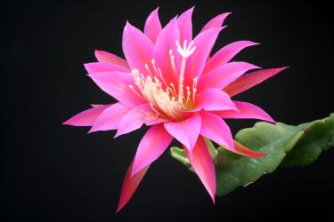 Epicactus-Hybriden Carsten Paetz 