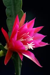 Epicactus-Hybriden Cassi Paetz 