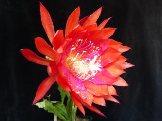 Epicactus-Hybriden Chelford Night 