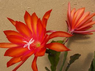 Epicactus-Hybriden Cherokee Chief 