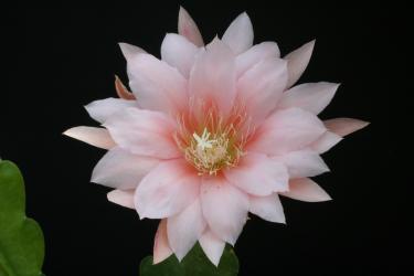 Epicactus-Hybriden Cherubim 